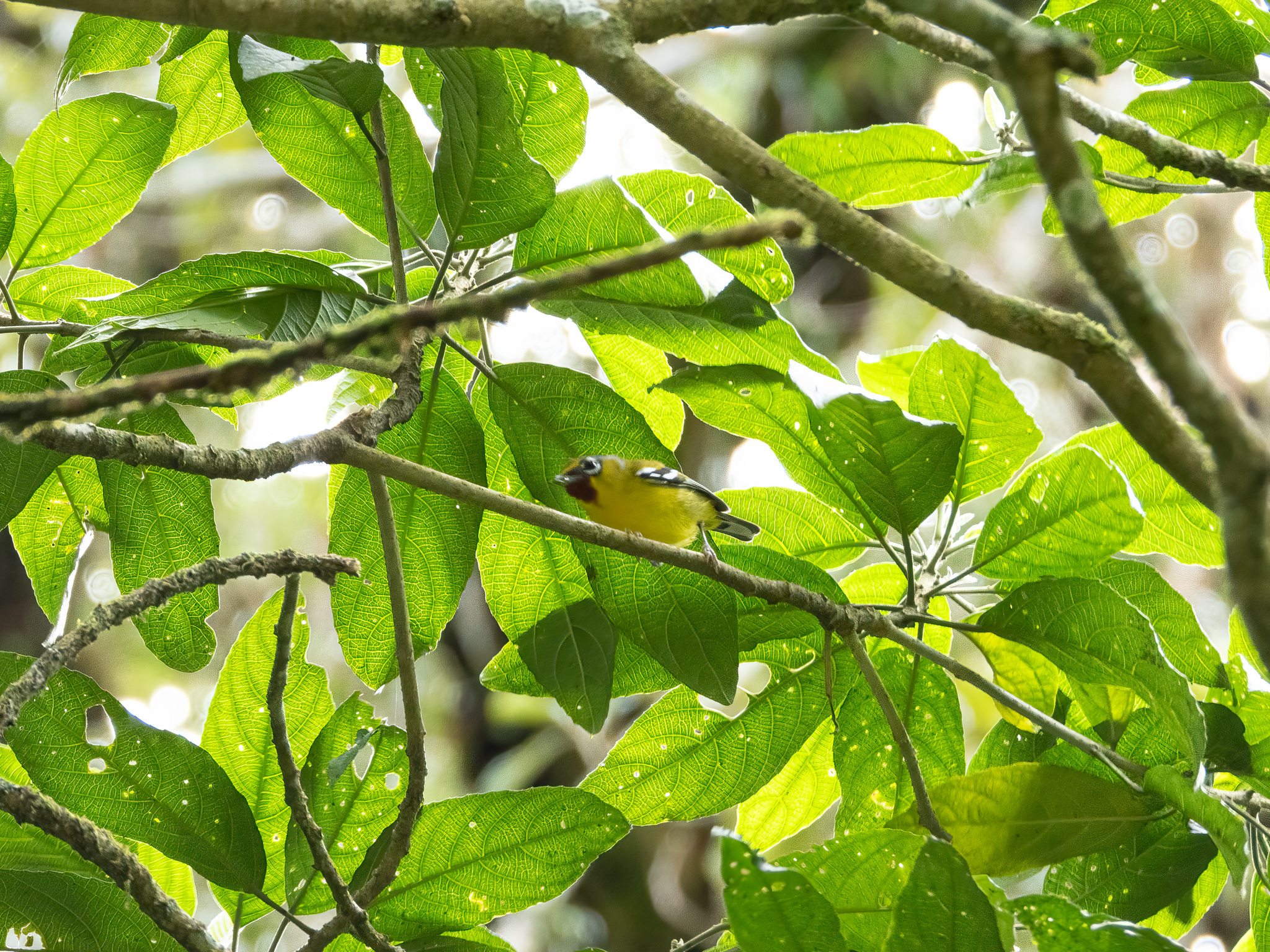 Trilling Shrike-babbler (Pteruthius aenobarbus), photo 10