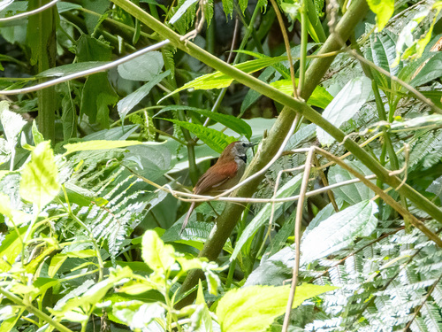 Crescent-chested Babbler (Cyanoderma melanothorax), photo 5