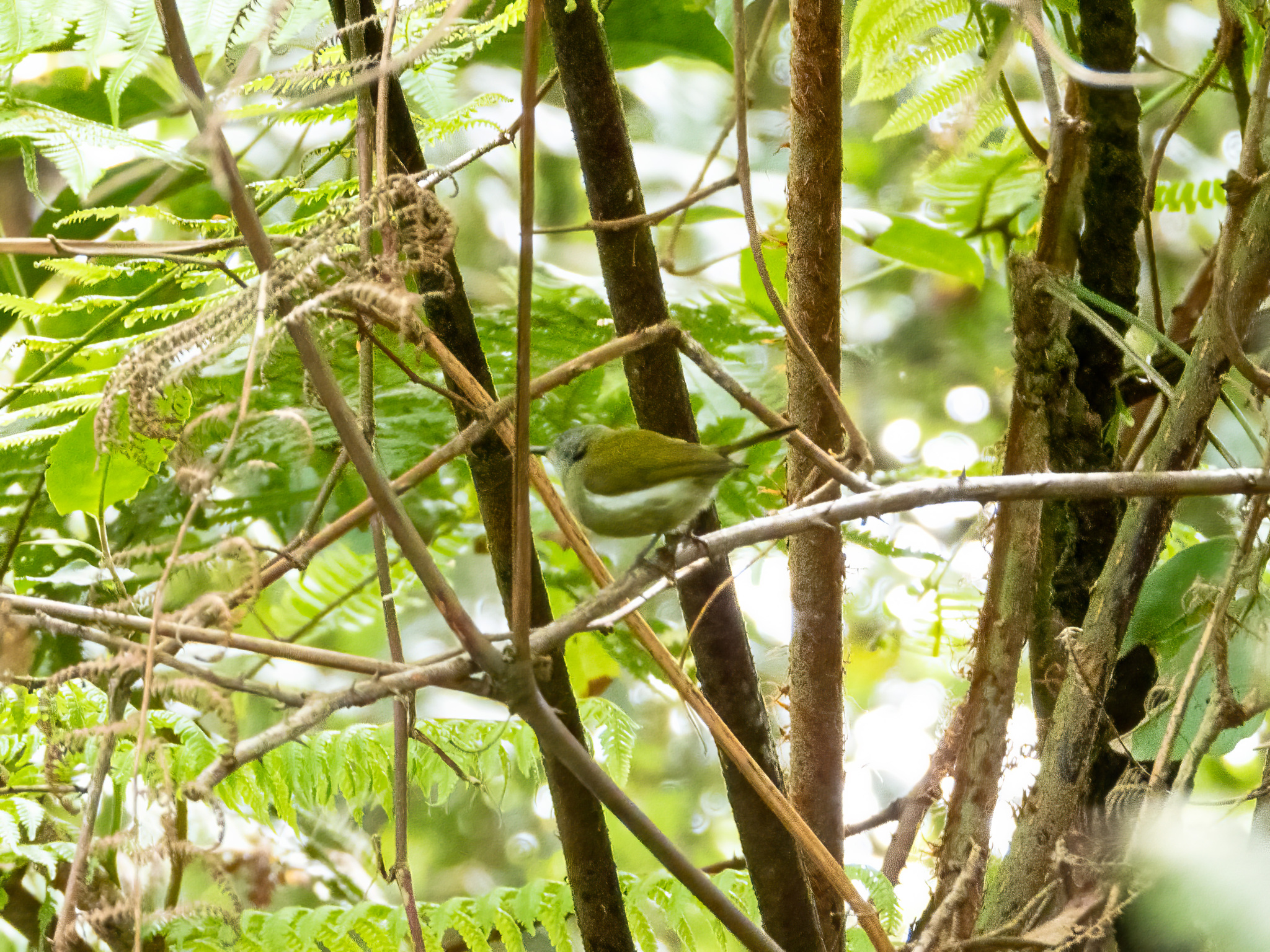 White-flanked Sunbird (Aethopyga eximia), photo 4