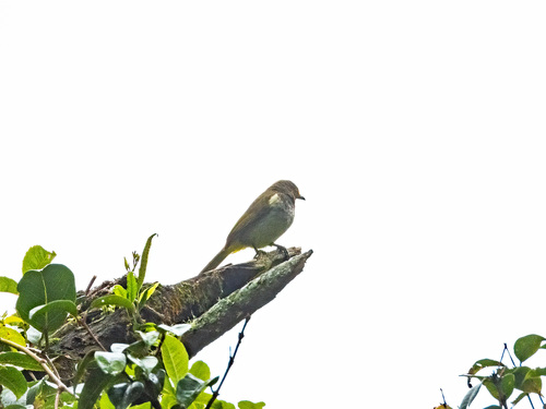 Orange-spotted Bulbul (Pycnonotus bimaculatus), photo 6