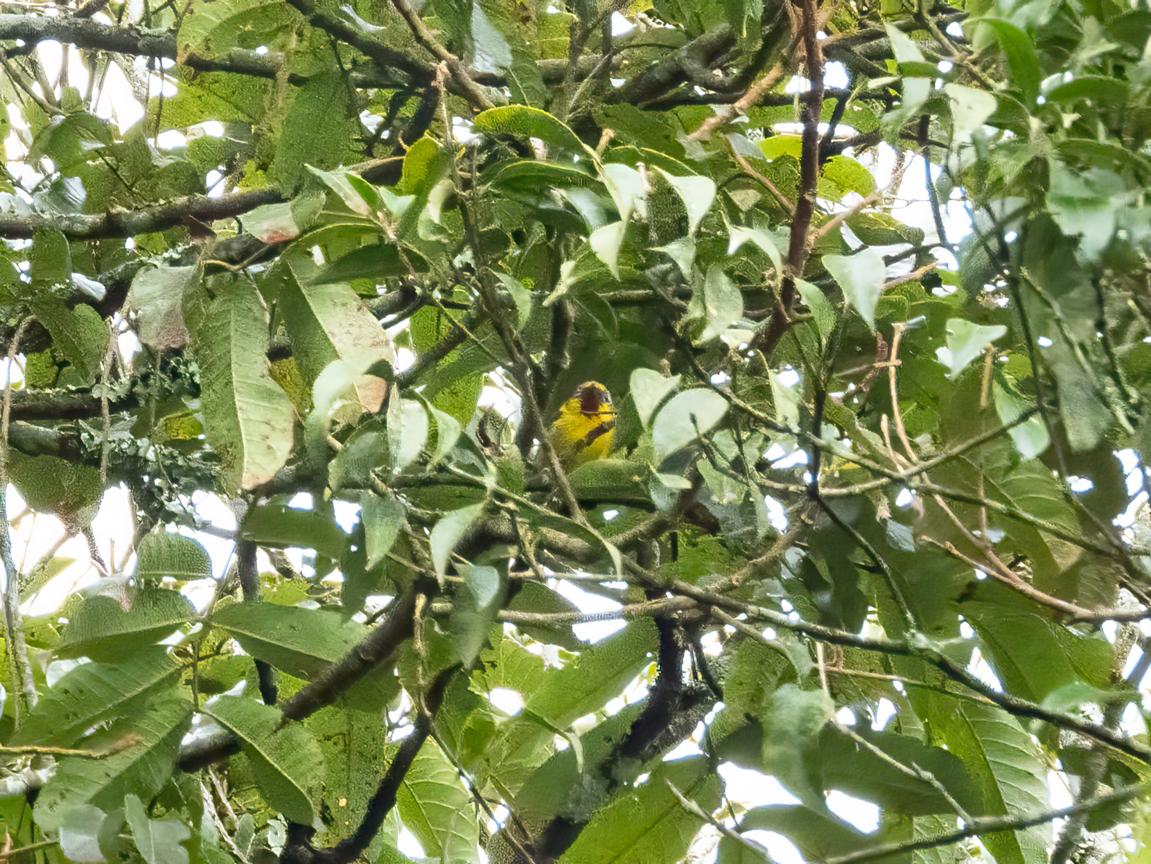 Trilling Shrike-babbler (Pteruthius aenobarbus), photo 9