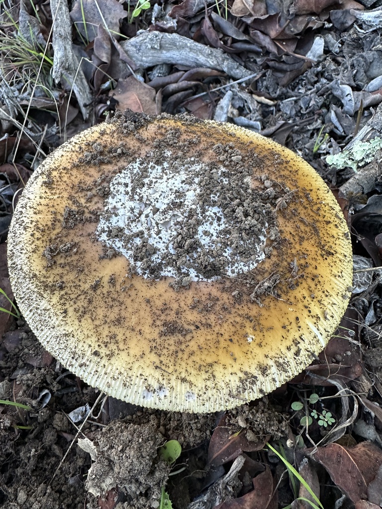 Amanita calyptroderma · December 2025 · photo: © ocean_beach_goth (iNaturalist, cc-by)