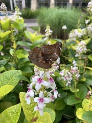 Doleschallia bisaltide