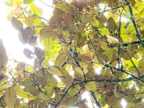 White-flanked Sunbird (Aethopyga eximia), photo 3
