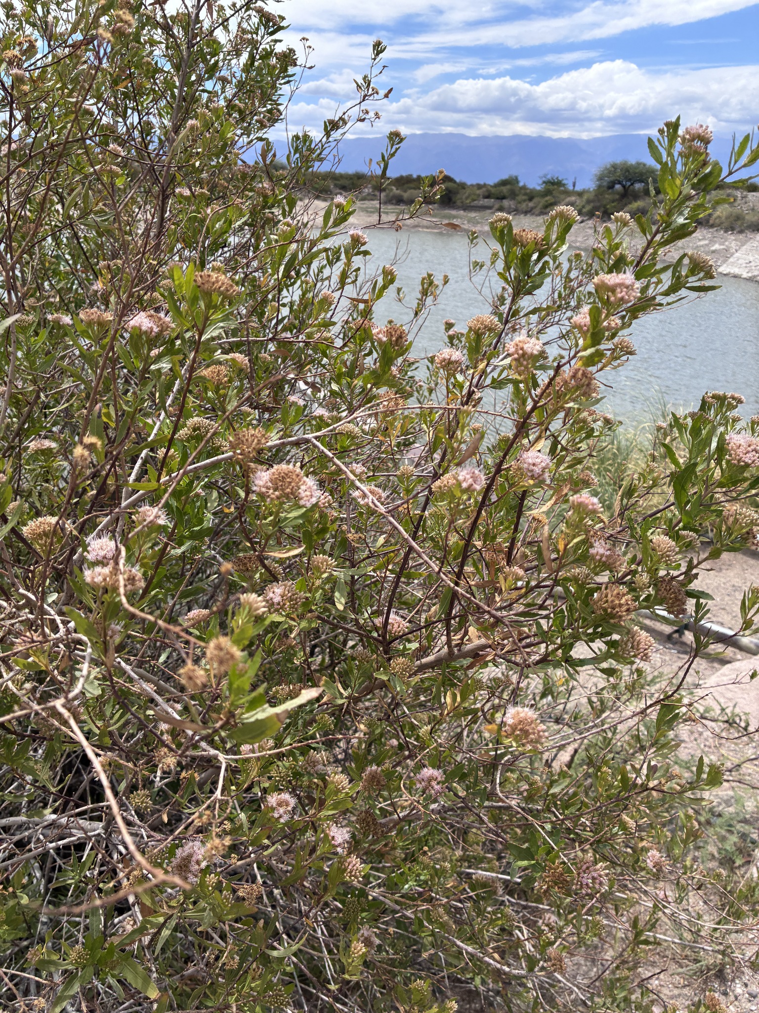 Tessaria dodonaeifolia