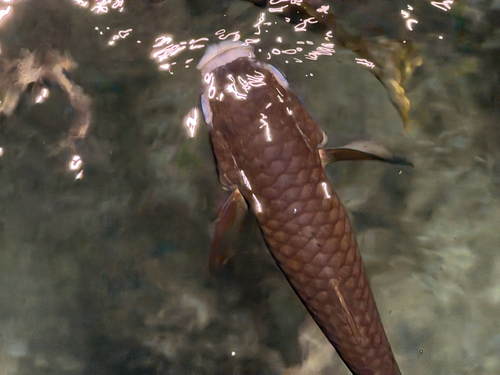 Ellochelon vaigiensis