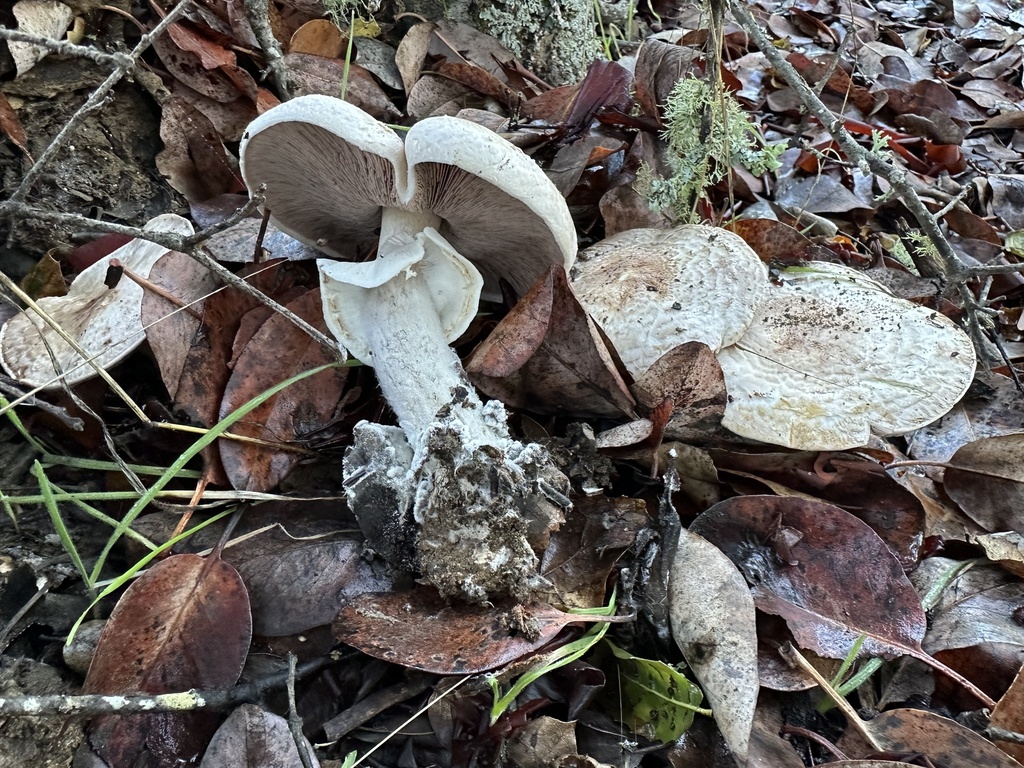 Agaricus hondensis
