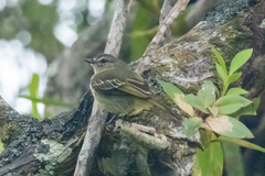 Zimmerius gracilipes