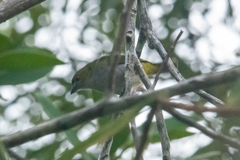 Euphonia chrysopasta