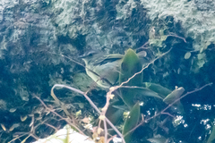 Zimmerius gracilipes