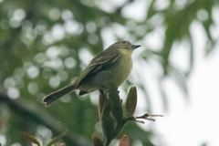 Zimmerius gracilipes