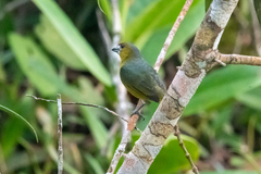 Euphonia chrysopasta