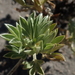 Acaena alpina - Photo (c) Nolan Exe, algunos derechos reservados (CC BY), uploaded by Nolan Exe