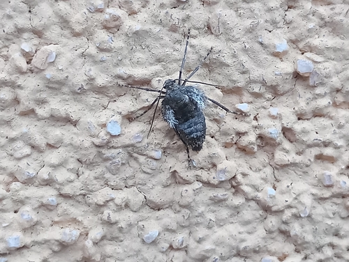 Winter moth