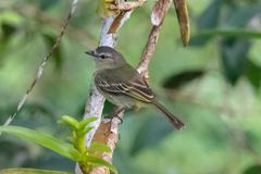 Zimmerius gracilipes