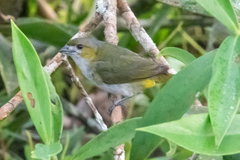 Euphonia chrysopasta