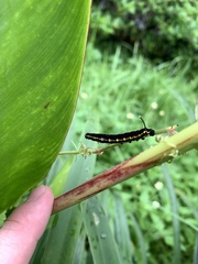 Theretra oldenlandiae