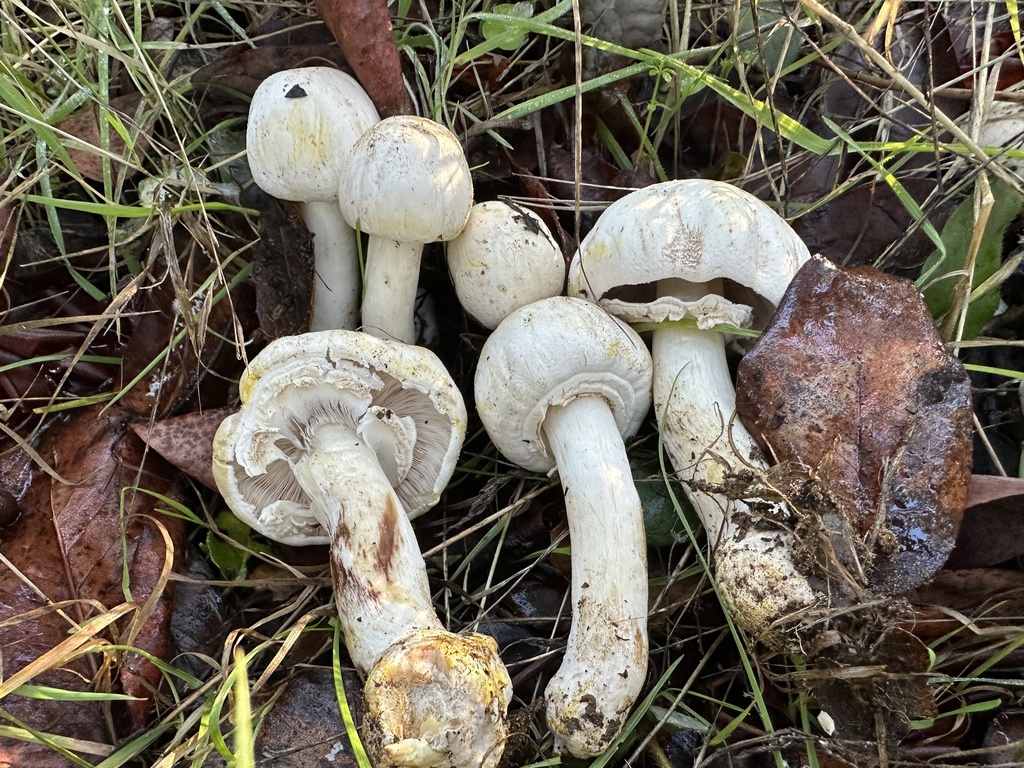 Agaricus xanthodermus · December 2025 · photo: © ocean_beach_goth (iNaturalist, cc-by)
