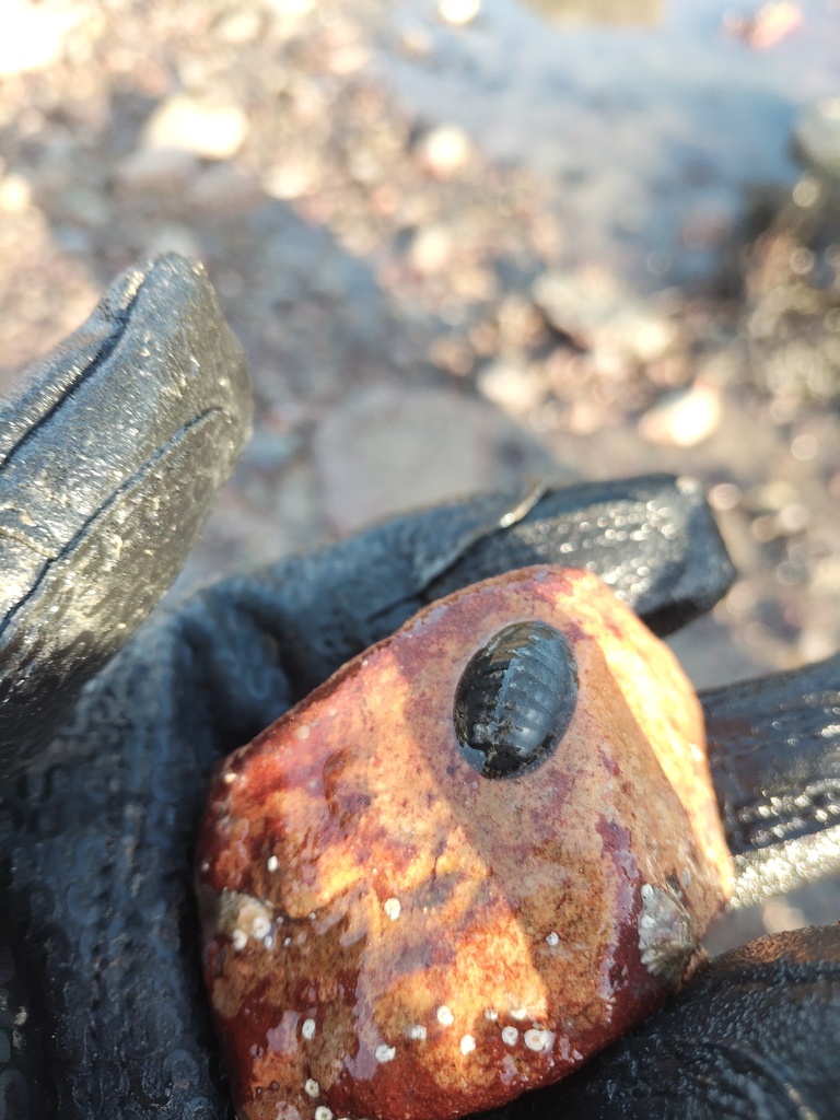 Grey Mail-shell from Anglesey, Wales, GB on December 13, 2025 at 11:15 ...