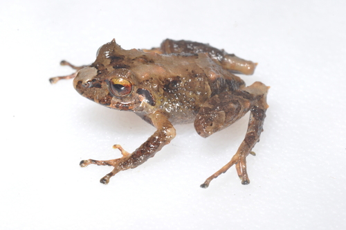 Pristimantis lasalleorum