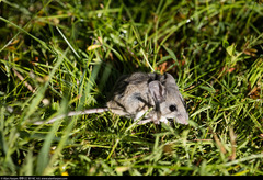 Peromyscus boylii