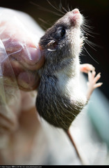 Peromyscus boylii