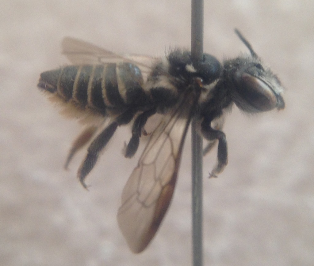 Megachile chichimeca