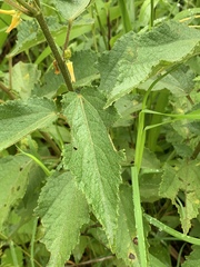 Triumfetta pilosa tomentosa