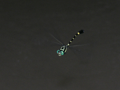 Lamelligomphus castor