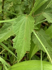 Triumfetta pilosa tomentosa
