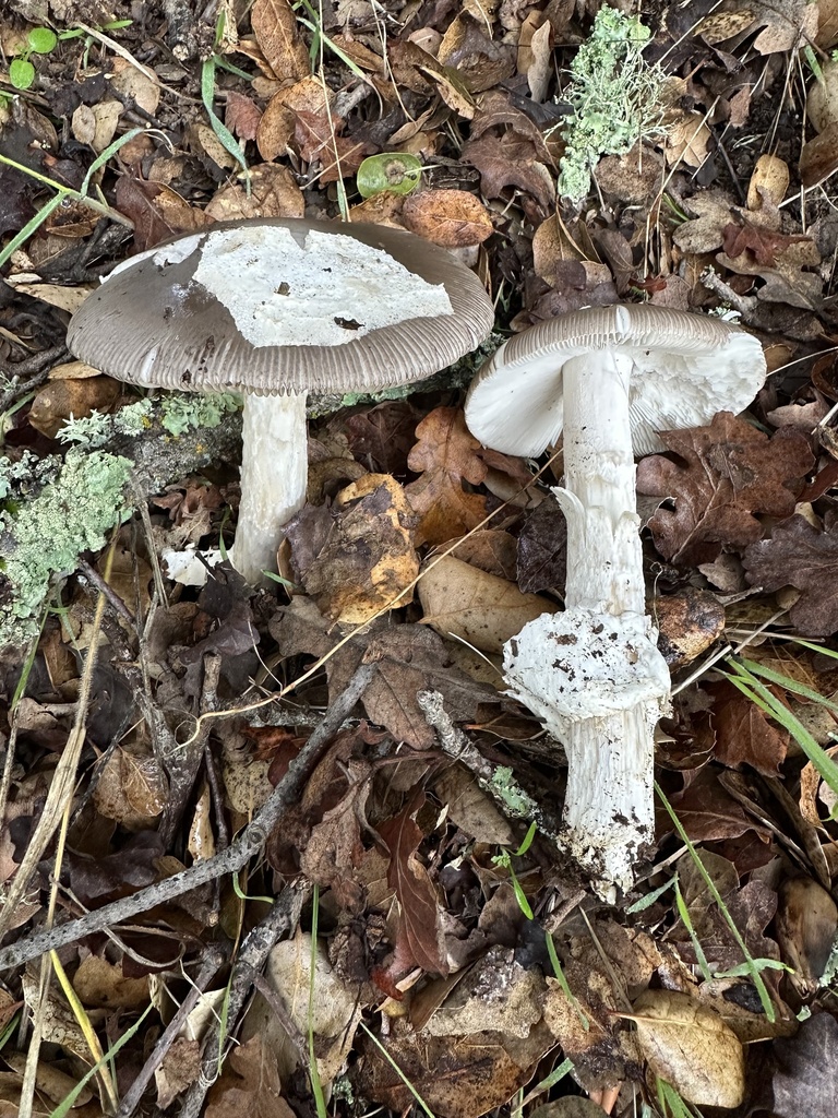 Amanita constricta · December 2025 · photo: © ocean_beach_goth (iNaturalist, cc-by)