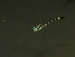 Lamelligomphus castor