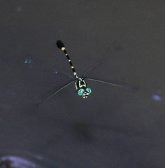 Lamelligomphus castor