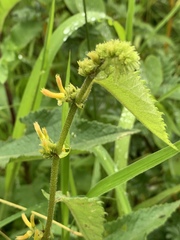 Triumfetta pilosa tomentosa