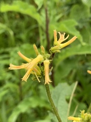 Triumfetta pilosa tomentosa