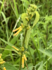 Triumfetta pilosa tomentosa
