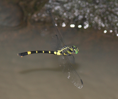 Lamelligomphus castor