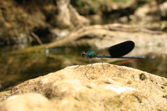 Calopteryx xanthostoma