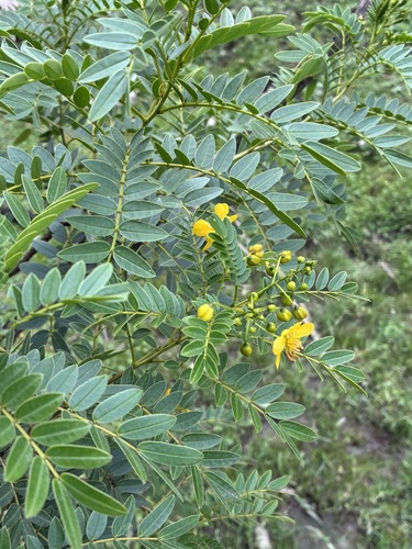 Senna birostris, photograph 4