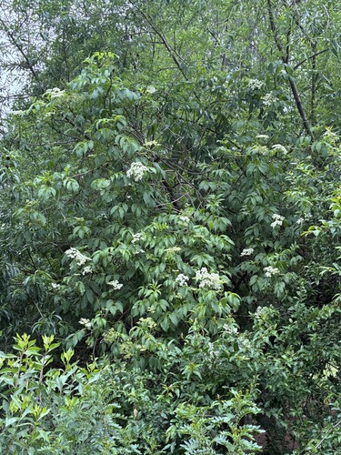Peruvian elder (Sambucus peruviana)