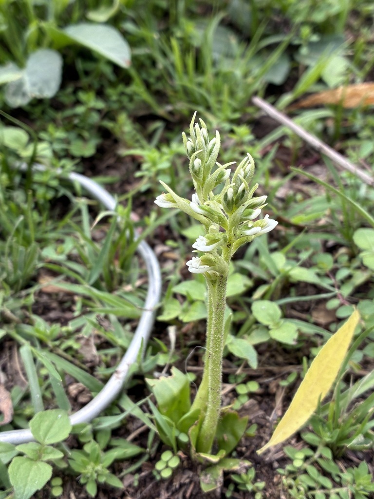 Cyclopogon apricus