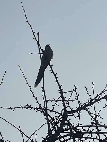 Azure-winged Magpie