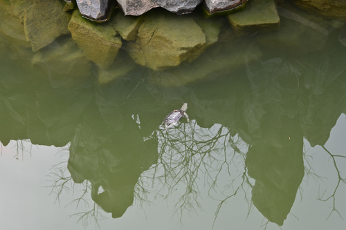 Chinese Pond Turtle