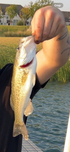 Largemouth Bass