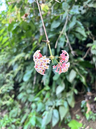 Rogiera cordata, 2025-12-01