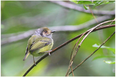 Myiornis auricularis