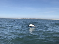 Cephalorhynchus commersonii