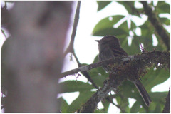 Lathrotriccus euleri