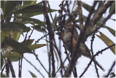 Cnemotriccus fuscatus