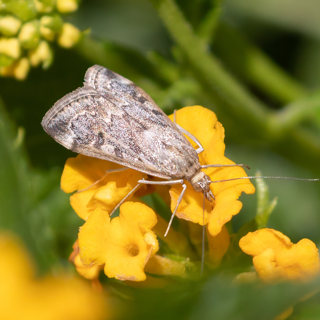 Wolfberry Loxostege Moth